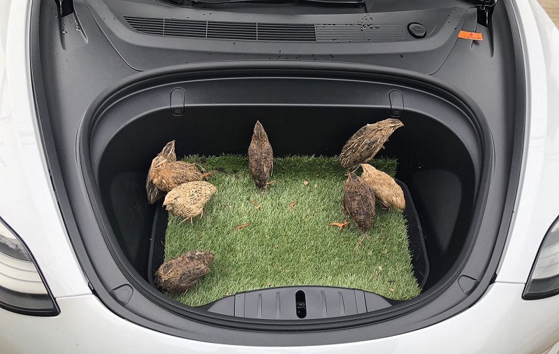 Đàn chim cút cho vào cốp trước của xe Tesla